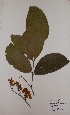  (Neochevalierodendron - BRLU-EB0877)  @11 [ ] CreativeCommons - Attribution Non-Commercial Share-Alike (2013) Unspecified Herbarium de l'Université Libre de Bruxelles