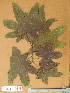  ( - FOLI_004)  @11 [ ] CreativeCommons - Attribution Non-Commercial Share-Alike (2013) Unspecified Herbarium de l'Université Libre de Bruxelles