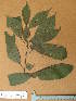  ( - FOLI032)  @11 [ ] CreativeCommons - Attribution Non-Commercial Share-Alike (2013) Unspecified Herbarium de l'Université Libre de Bruxelles