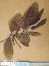  (Terminalia glaucescens - FOLI087)  @11 [ ] CreativeCommons - Attribution Non-Commercial Share-Alike (2013) Unspecified Herbarium de l'Université Libre de Bruxelles