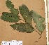  ( - FOLI127)  @11 [ ] CreativeCommons - Attribution Non-Commercial Share-Alike (2013) Unspecified Herbarium de l'Université Libre de Bruxelles
