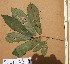  (Pouteria altissima - FOLI129)  @11 [ ] CreativeCommons - Attribution Non-Commercial Share-Alike (2013) Unspecified Herbarium de l'Université Libre de Bruxelles