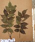  (Antrocaryon - FOLI137)  @11 [ ] CreativeCommons - Attribution Non-Commercial Share-Alike (2013) Unspecified Herbarium de l'Université Libre de Bruxelles