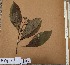  ( - FOLI140)  @11 [ ] CreativeCommons - Attribution Non-Commercial Share-Alike (2013) Unspecified Herbarium de l'Université Libre de Bruxelles