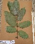  (Daniellia - FOLI145)  @11 [ ] CreativeCommons - Attribution Non-Commercial Share-Alike (2013) Unspecified Herbarium de l'Université Libre de Bruxelles
