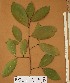  ( - FOLI148)  @11 [ ] CreativeCommons - Attribution Non-Commercial Share-Alike (2013) Unspecified Herbarium de l'Université Libre de Bruxelles