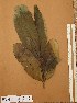  ( - FOLI177)  @11 [ ] CreativeCommons - Attribution Non-Commercial Share-Alike (2013) Unspecified Herbarium de l'Université Libre de Bruxelles