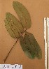  ( - FOLI187)  @11 [ ] CreativeCommons - Attribution Non-Commercial Share-Alike (2013) Unspecified Herbarium de l'Université Libre de Bruxelles