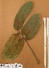  ( - FOLI187)  @11 [ ] CreativeCommons - Attribution Non-Commercial Share-Alike (2013) Unspecified Herbarium de l'Université Libre de Bruxelles