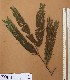  (Samanea - FOLI191)  @11 [ ] CreativeCommons - Attribution Non-Commercial Share-Alike (2013) Unspecified Herbarium de l'Université Libre de Bruxelles