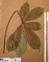  ( - FOLI193)  @11 [ ] CreativeCommons - Attribution Non-Commercial Share-Alike (2013) Unspecified Herbarium de l'Université Libre de Bruxelles
