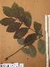  ( - FOLI202)  @11 [ ] CreativeCommons - Attribution Non-Commercial Share-Alike (2013) Unspecified Herbarium de l'Université Libre de Bruxelles