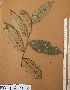  ( - FOLI208)  @11 [ ] CreativeCommons - Attribution Non-Commercial Share-Alike (2013) Unspecified Herbarium de l'Université Libre de Bruxelles