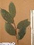  ( - FOLI213)  @11 [ ] CreativeCommons - Attribution Non-Commercial Share-Alike (2013) Unspecified Herbarium de l'Université Libre de Bruxelles