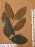  ( - FOLI220)  @11 [ ] CreativeCommons - Attribution Non-Commercial Share-Alike (2013) Unspecified Herbarium de l'Université Libre de Bruxelles