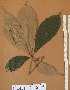  ( - FOLI224)  @11 [ ] CreativeCommons - Attribution Non-Commercial Share-Alike (2013) Unspecified Herbarium de l'Université Libre de Bruxelles