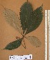  ( - FOLI224)  @11 [ ] CreativeCommons - Attribution Non-Commercial Share-Alike (2013) Unspecified Herbarium de l'Université Libre de Bruxelles