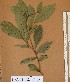 (Xylopia quintasii - FOLI232)  @11 [ ] CreativeCommons - Attribution Non-Commercial Share-Alike (2013) Unspecified Herbarium de l'Université Libre de Bruxelles