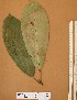  (Protomegabaria stapfiana - FOLI238)  @11 [ ] CreativeCommons - Attribution Non-Commercial Share-Alike (2013) Unspecified Herbarium de l'Université Libre de Bruxelles