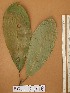  ( - FOLI238)  @11 [ ] CreativeCommons - Attribution Non-Commercial Share-Alike (2013) Unspecified Herbarium de l'Université Libre de Bruxelles