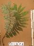  (Xylia - FOLI239)  @11 [ ] CreativeCommons - Attribution Non-Commercial Share-Alike (2013) Unspecified Herbarium de l'Université Libre de Bruxelles