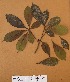  ( - FOLI245)  @11 [ ] CreativeCommons - Attribution Non-Commercial Share-Alike (2013) Unspecified Herbarium de l'Université Libre de Bruxelles