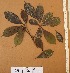  ( - FOLI245)  @11 [ ] CreativeCommons - Attribution Non-Commercial Share-Alike (2013) Unspecified Herbarium de l'Université Libre de Bruxelles