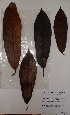  (Pachystela - BRLU-GD2634)  @11 [ ] CreativeCommons - Attribution Non-Commercial Share-Alike (2013) Unspecified Herbarium de l'Université Libre de Bruxelles
