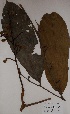  ( - BRLU-GD2992)  @11 [ ] CreativeCommons - Attribution Non-Commercial Share-Alike (2013) Unspecified Herbarium de l'Université Libre de Bruxelles