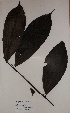  (Siparunaceae - BRLU-GD3078)  @11 [ ] CreativeCommons - Attribution Non-Commercial Share-Alike (2013) Unspecified Herbarium de l'Université Libre de Bruxelles