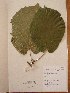  ( - BRLU-NB0497)  @11 [ ] CreativeCommons - Attribution Non-Commercial Share-Alike (2013) Unspecified Herbarium de l'Université Libre de Bruxelles