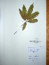  ( - BRLU-NB0509)  @11 [ ] CreativeCommons - Attribution Non-Commercial Share-Alike (2013) Unspecified Herbarium de l'Université Libre de Bruxelles
