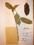  (Meliaceae - BRLU-NB0535)  @11 [ ] CreativeCommons - Attribution Non-Commercial Share-Alike (2013) Unspecified Herbarium de l'Université Libre de Bruxelles