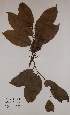  ( - BRLU-TS4659)  @11 [ ] CreativeCommons - Attribution Non-Commercial Share-Alike (2013) Unspecified Herbarium de l'Université Libre de Bruxelles