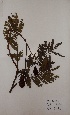  (Parkia bicolor - BRLU-TS4682)  @11 [ ] CreativeCommons - Attribution Non-Commercial Share-Alike (2013) Unspecified Herbarium de l'Université Libre de Bruxelles