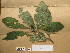  (Rinorea oblongifolia - WH213a_170)  @11 [ ] CreativeCommons - Attribution Non-Commercial Share-Alike (2013) Unspecified Herbarium de l'Université Libre de Bruxelles