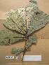  ( - WH213a_179)  @11 [ ] CreativeCommons - Attribution Non-Commercial Share-Alike (2013) Unspecified Herbarium de l'Université Libre de Bruxelles