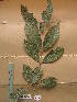  (Cassipourea sp - WH213a_213)  @11 [ ] CreativeCommons - Attribution Non-Commercial Share-Alike (2013) Unspecified Herbarium de l'Université Libre de Bruxelles