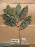  (Cassipourea hiotou - WH213a_261)  @11 [ ] CreativeCommons - Attribution Non-Commercial Share-Alike (2013) Unspecified Herbarium de l'Université Libre de Bruxelles