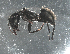  (Camponotus aeneopilosus - UNEIE00010)  @14 [ ] CreativeCommons  Attribution Non-Commercial Share-Alike  Unspecified University of New England, Australia
