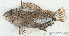  (Scorpaenidae_gen sp_2HJ - S0002_053)  @11 [ ] CreativeCommons - Attribution Non-Commercial Share-Alike (2017) Henitsoa Jaonalison IH.SM, Toliara, Madagascar