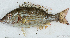  (Lethrinus sp_15HJ - S0044_001)  @11 [ ] CreativeCommons - Attribution Share-Alike (2018) Henitsoa Jaonalison Institut Halieutique et des Sciences Marines