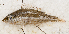  (Lethrinus sp_26HJ - S0065_001)  @11 [ ] CreativeCommons - Attribution Non-Commercial Share-Alike (2018) Henitsoa Jaonalison IH.SM, Toliara, Madagascar