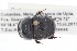  (Ontherus appendiculatus - IAvH-E-140004)  @14 [ ] CreativeCommons - Attribution Non-Commercial (2015) Instituto Humboldt IAvH Instituto de Investigacion de Recursos Biologicos Alexander von Humboldt