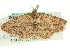  (Myrioblephara flexilinea - CCDB-19573-C09)  @13 [ ] CreativeCommons - Attribution (2012) CBG Photography Group Centre for Biodiversity Genomics