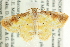  (Acolutha - CCDB-19574-B06)  @15 [ ] CreativeCommons - Attribution (2012) CBG Photography Group Centre for Biodiversity Genomics