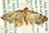  (Micrulia - CCDB-19574-D05)  @14 [ ] CreativeCommons - Attribution (2012) CBG Photography Group Centre for Biodiversity Genomics