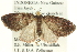  (Tripteridia caesiata - CCDB-19574-F11)  @14 [ ] CreativeCommons - Attribution (2012) CBG Photography Group Centre for Biodiversity Genomics