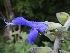  (Salvia atrocyanea - AAC5516)  @11 [ ] CreativeCommons - Attribution (2018) Federico Sazatornil IMBIV