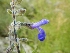  (Salvia stachydifolia - AAC552)  @11 [ ] CreativeCommons - Attribution (2018) Federico Sazatornil IMBIV